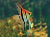 Aceder ao produto Pterophyllum Scalare Manacapuru Red Back